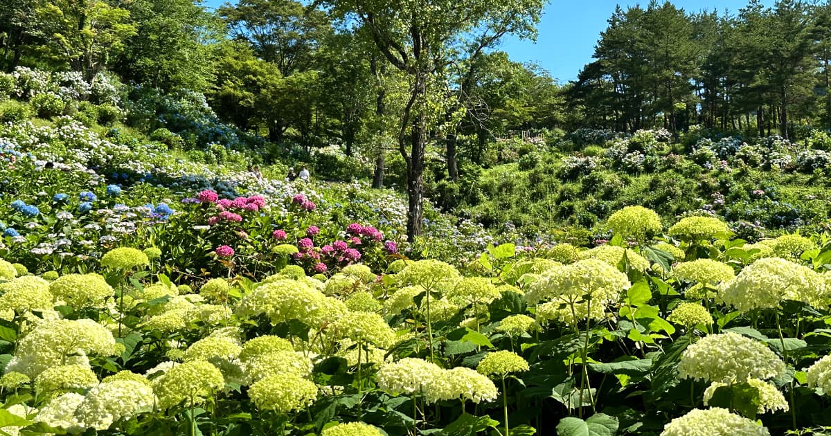 斜面いっぱいに咲く紫陽花が美しい!