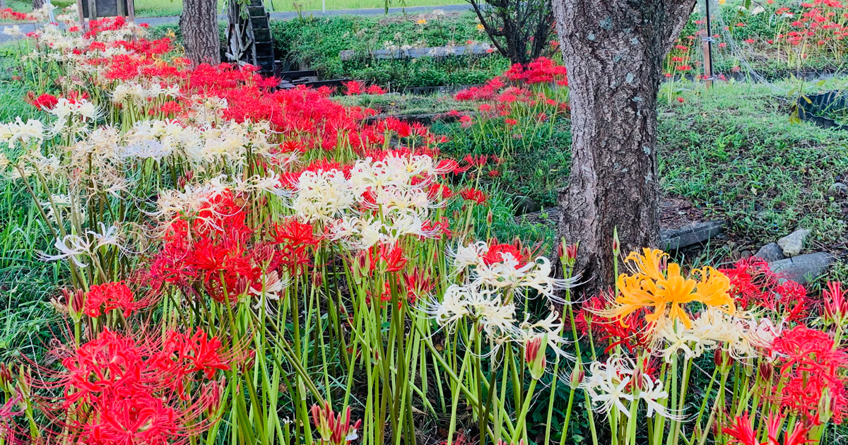 多可町間子の曼珠沙華の里の彼岸花