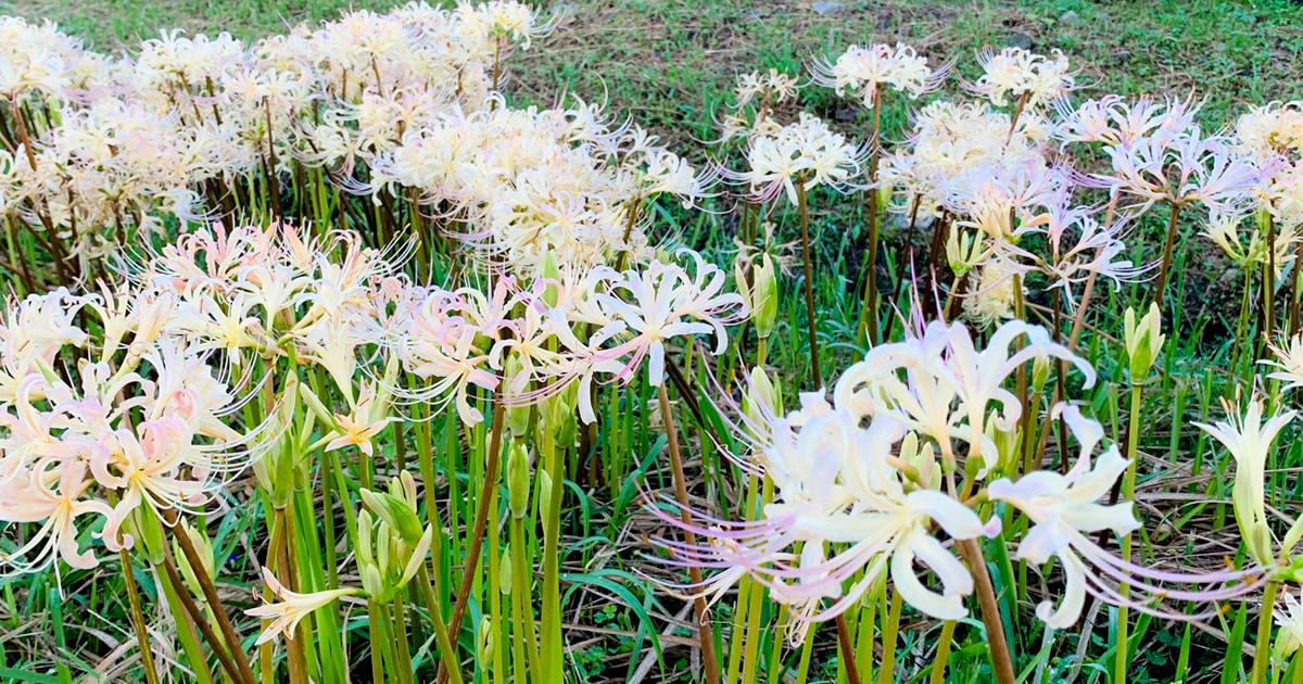 白い彼岸花の密集地帯もある|曼珠沙華の里