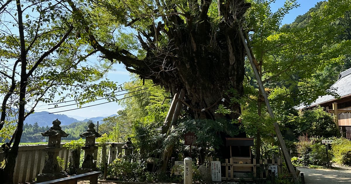 葛城一言主神社の立派な銀杏の木