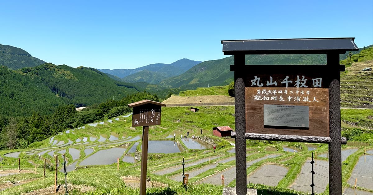 丸山千枚田は日本最大級の棚田