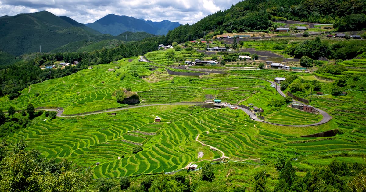 稲穂が育った丸山千枚田