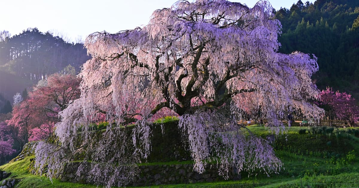 圧巻！樹齢300年のしだれ桜「又兵衛桜」