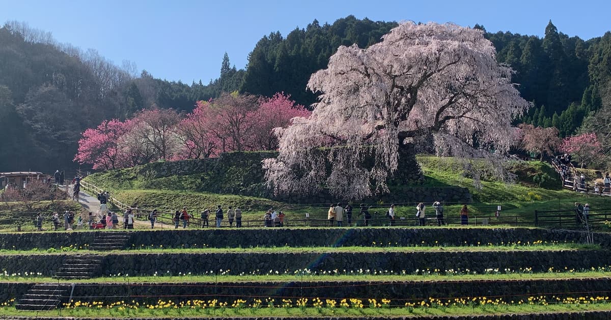 又兵衛桜は圧倒的な存在感を放つ一本桜