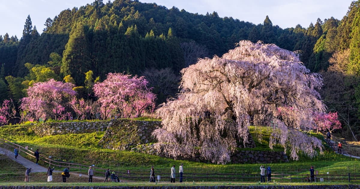 朝の日差しを受ける又兵衛桜