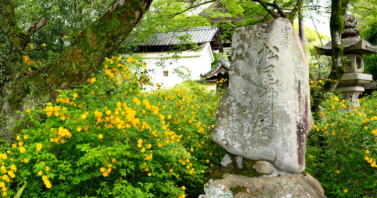 松尾大社 ヤマブキのみどころ