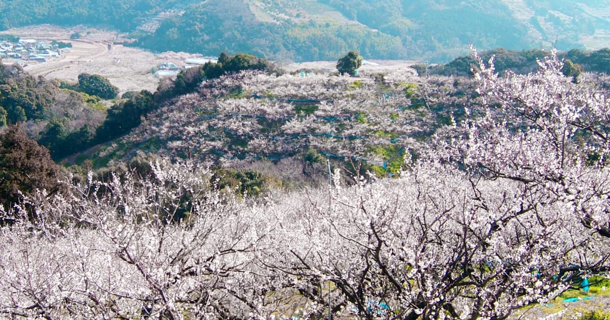 みなべ梅林の魅力は、山の斜面いっぱいに広がる梅の景色
