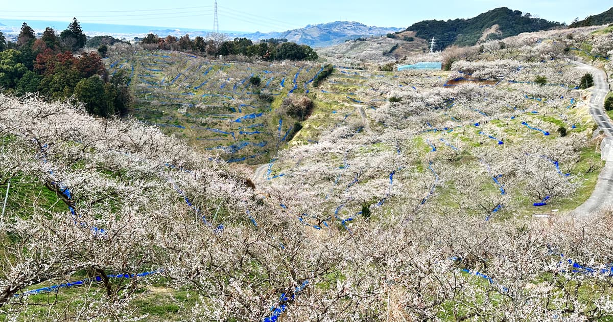 以前はバイクに乗ったまま梅見を楽しめた南部梅林