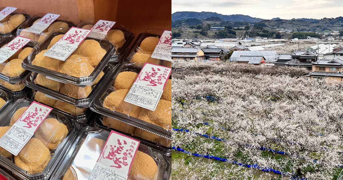 道の駅 みなべうめ振興館からみた梅林と名物いももち