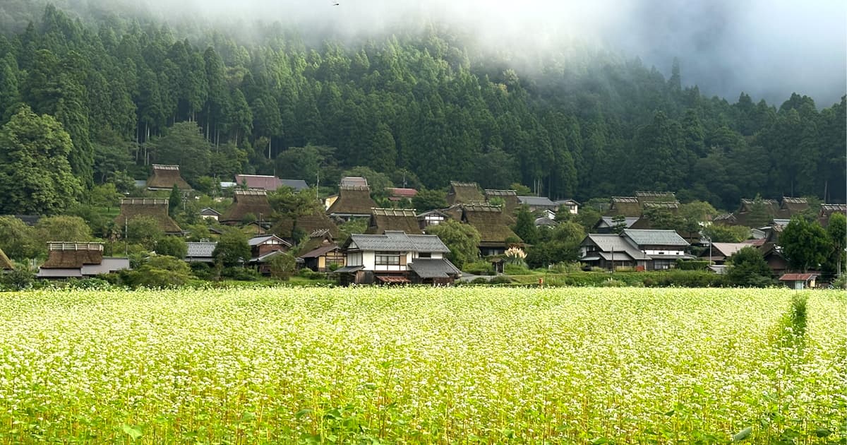 秋の蕎麦の花咲く美山かやぶきの里