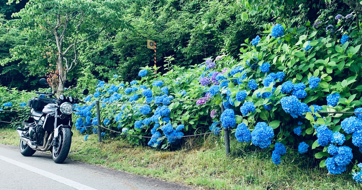 一里保木のあじさい園より北側に紫陽花が咲き乱れる