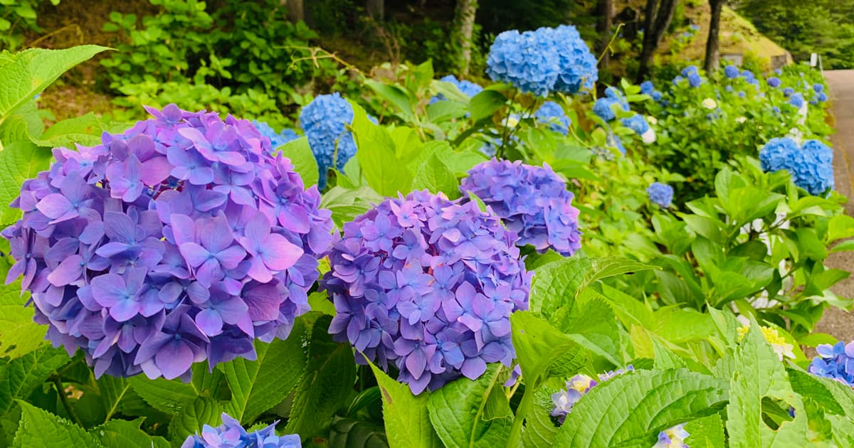 21世紀の森公園｜あじさい園