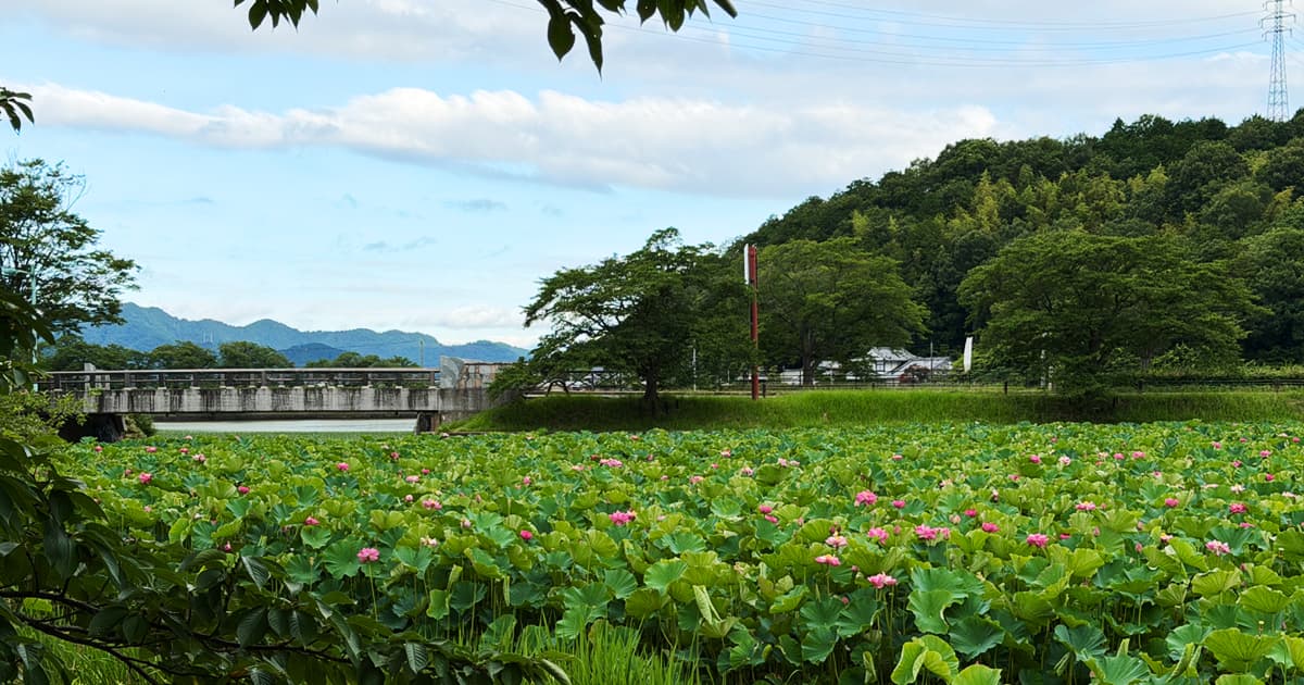 平の沢池の蓮畑は、道路沿いからも楽しめる