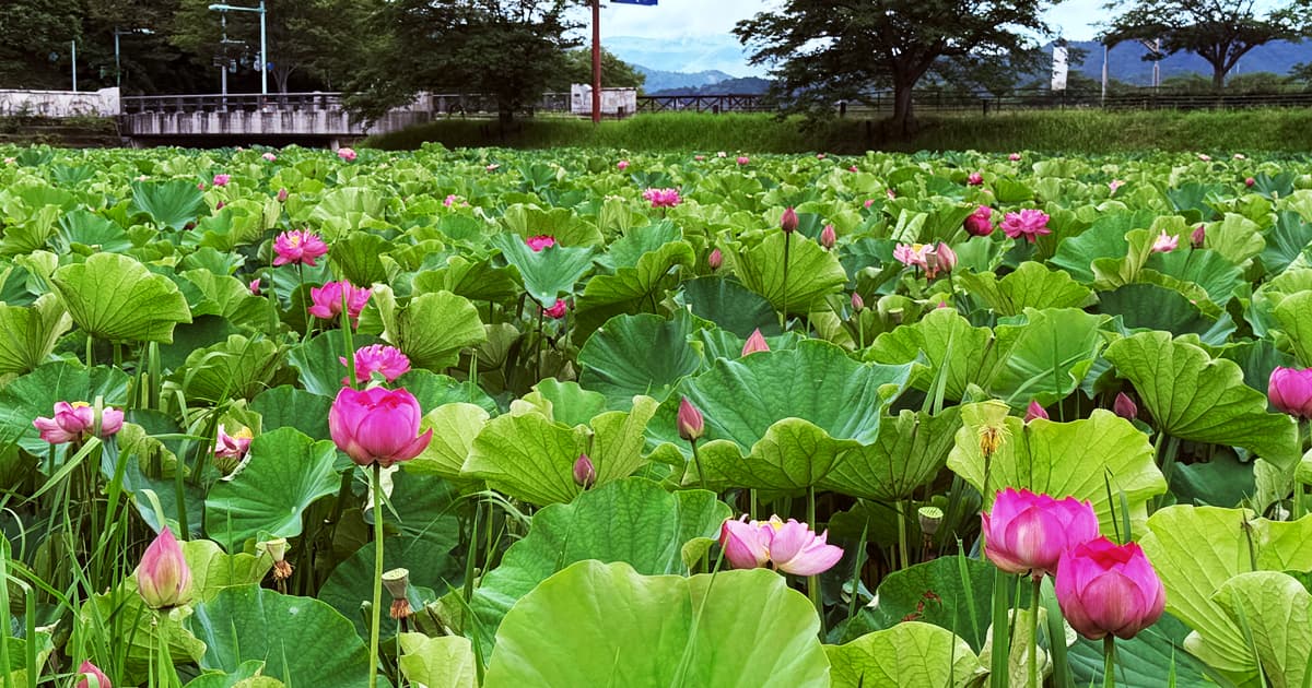 ハスの花は午前中に美しく開花し、昼には閉じてしまう