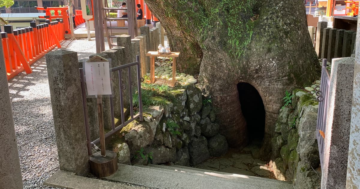 熊野那智大社の御神木｜樹齢850年とも言われている大楠