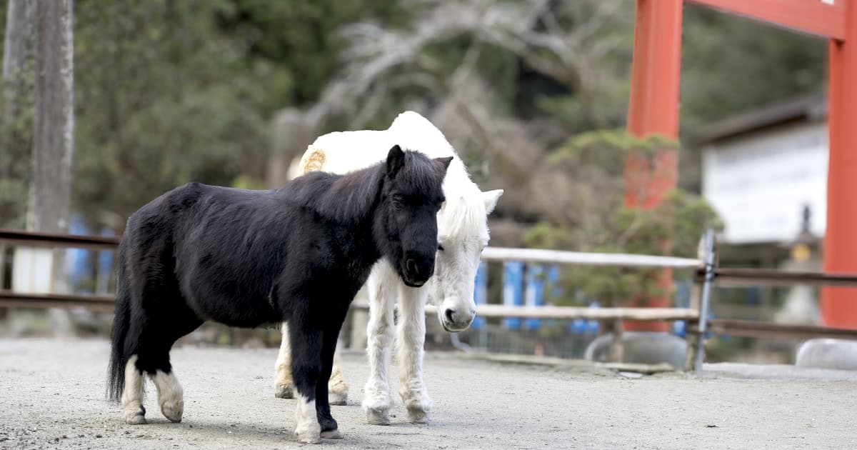 丹生川上神社 下社|新馬のシロちゃん(白馬)と黒ちゃん(黒馬)に会える