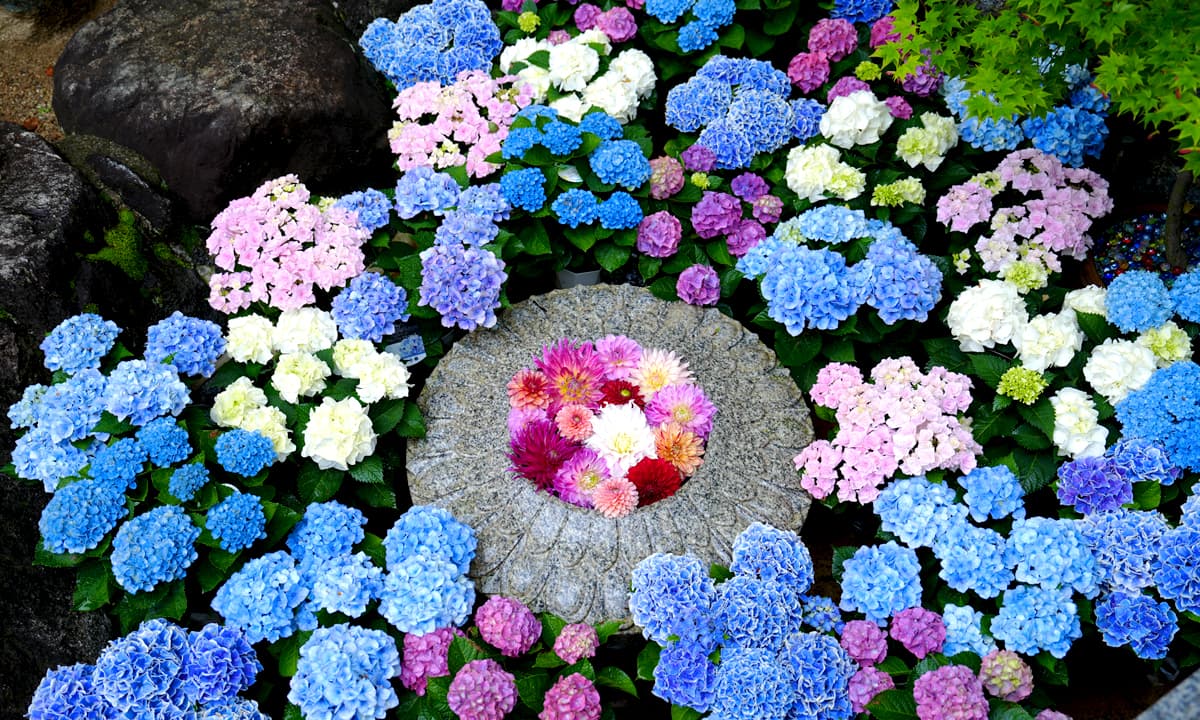 岡寺の鮮やかな華の池