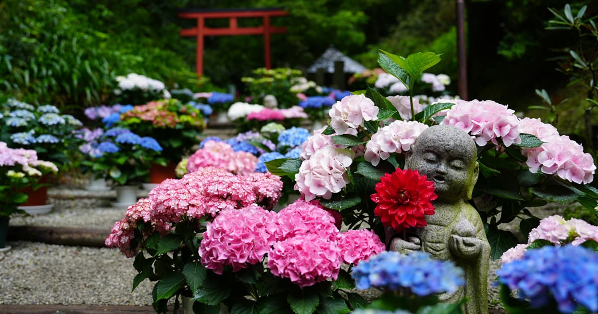 岡寺 あぢさゐ回廊内を歩けるのが楽しい