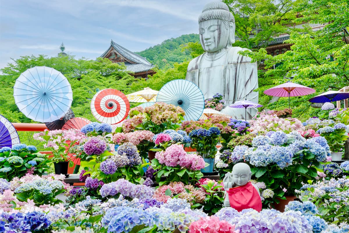 壷阪寺のアジサイ大仏