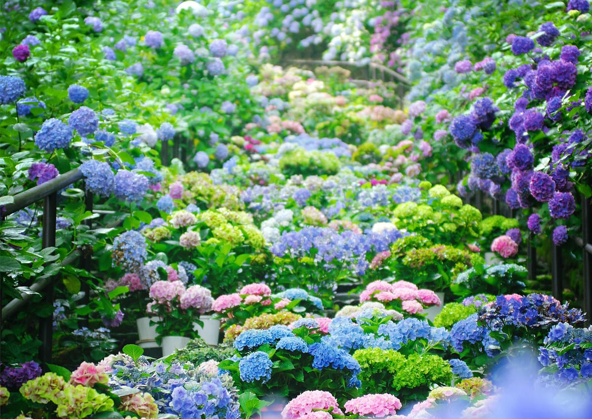 長谷寺の嵐の坂に咲く紫陽花