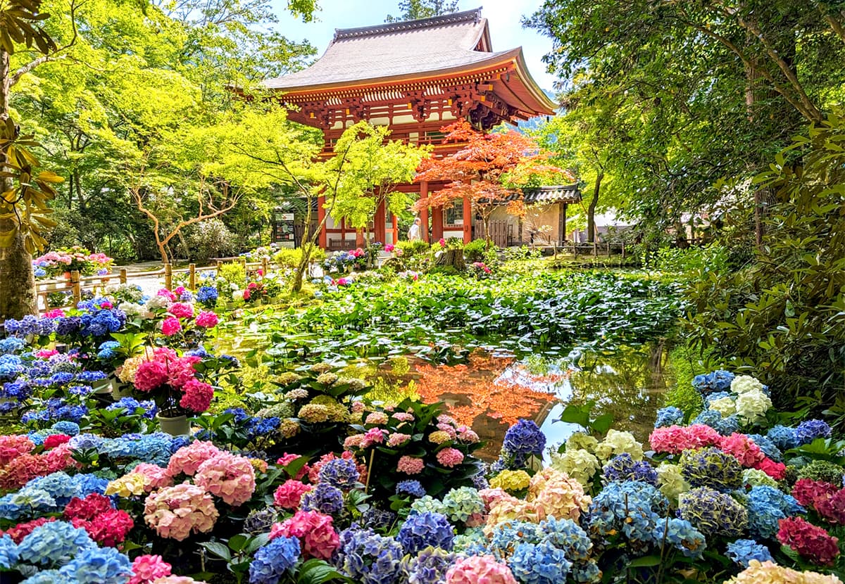 室生寺のバン字池周りに咲く紫陽花