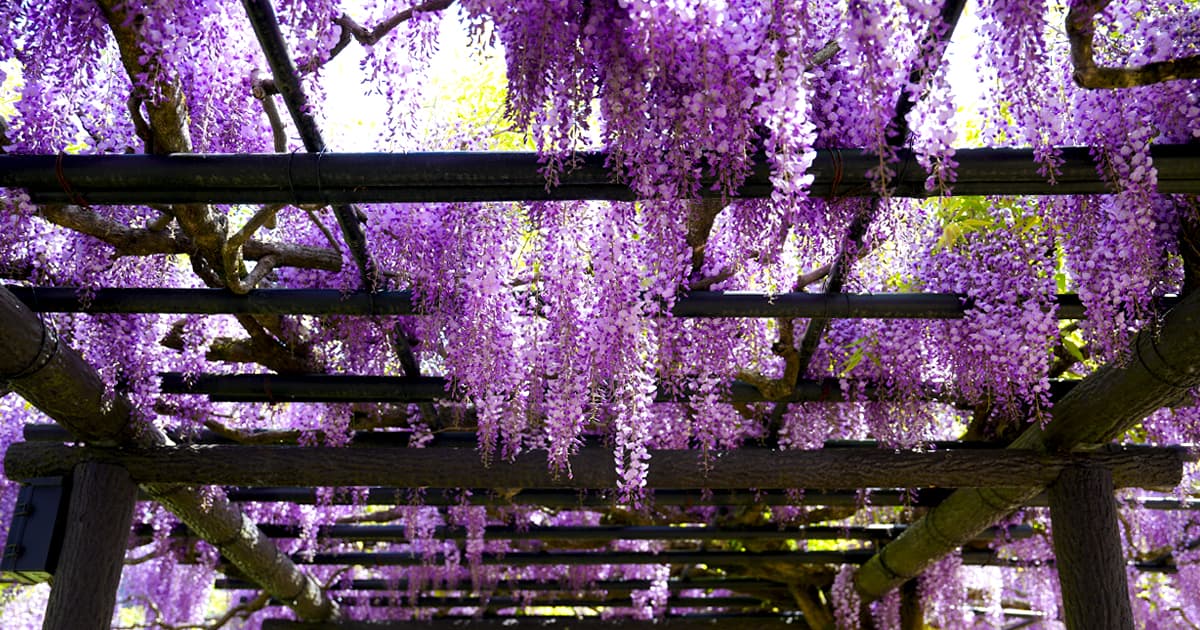 白井大町藤公園「藤まつり」は足を運ぶ価値のある花園