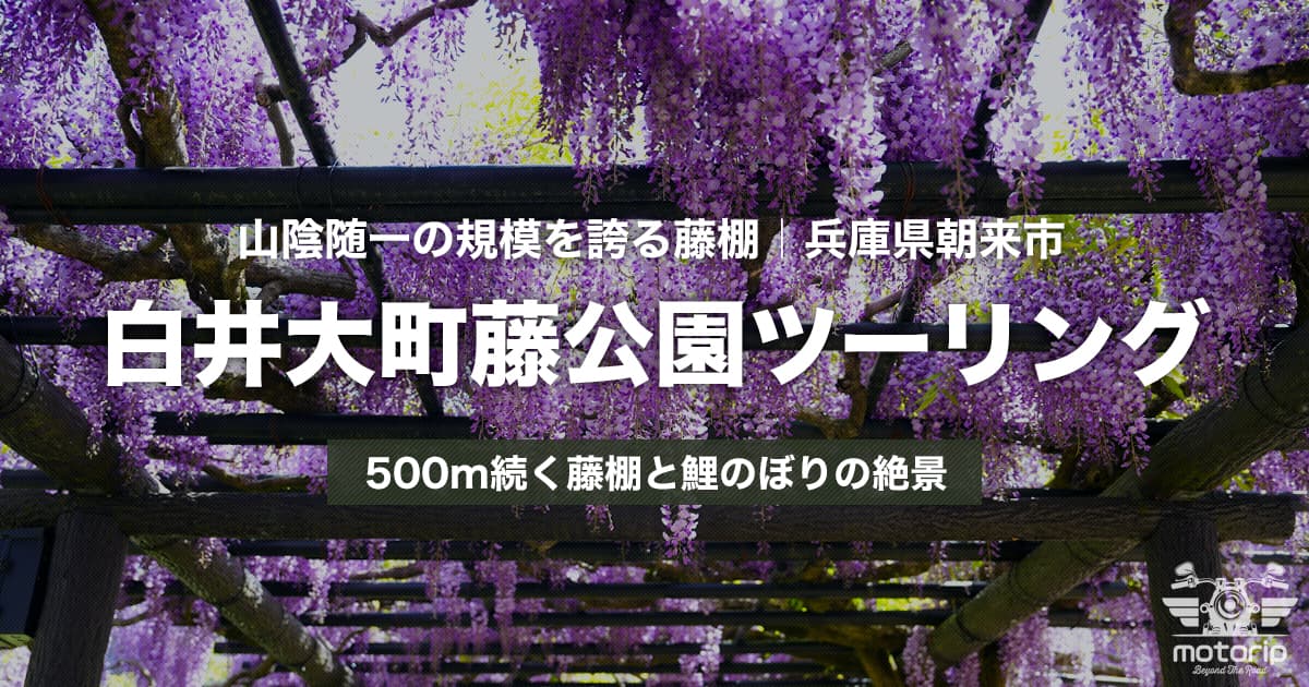 白井大町藤公園ツーリング｜500m続く藤棚と鯉のぼりの絶景【兵庫県朝来市】