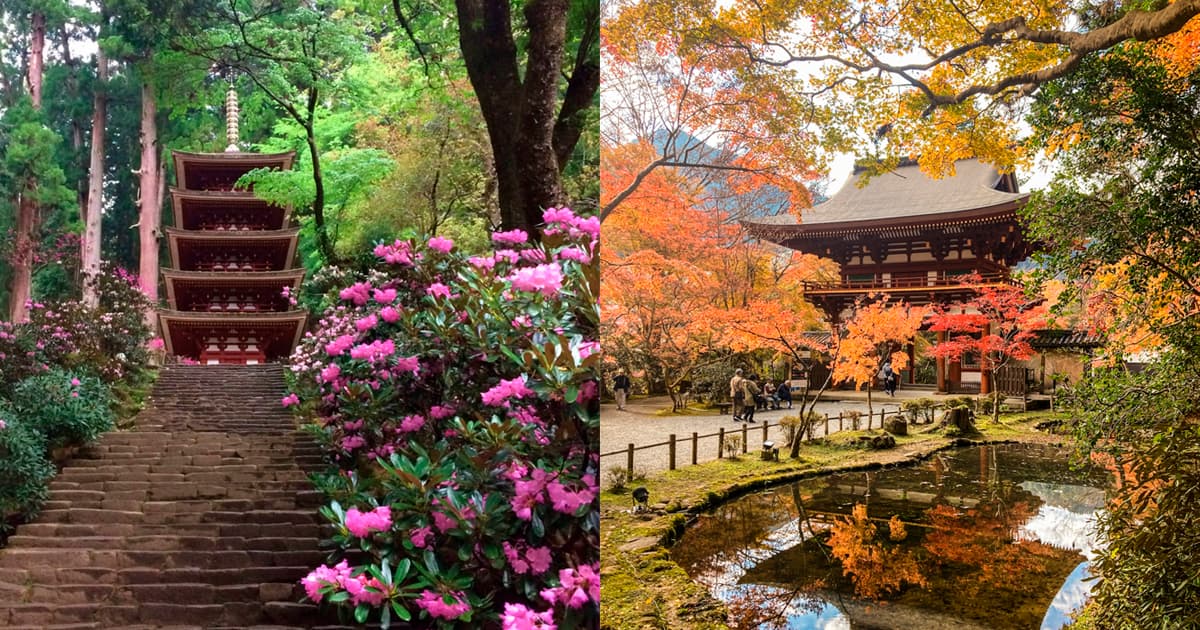 シャクナゲ寺として有名な室生寺は、秋の紅葉の季節もおすすめ