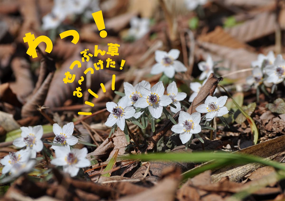 兵庫県丹波市青垣|せつぶん草群生地