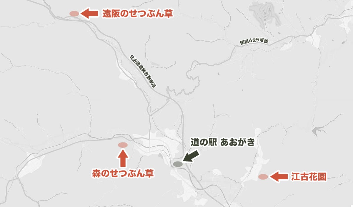 兵庫県丹波市青垣|せつぶん草群生地