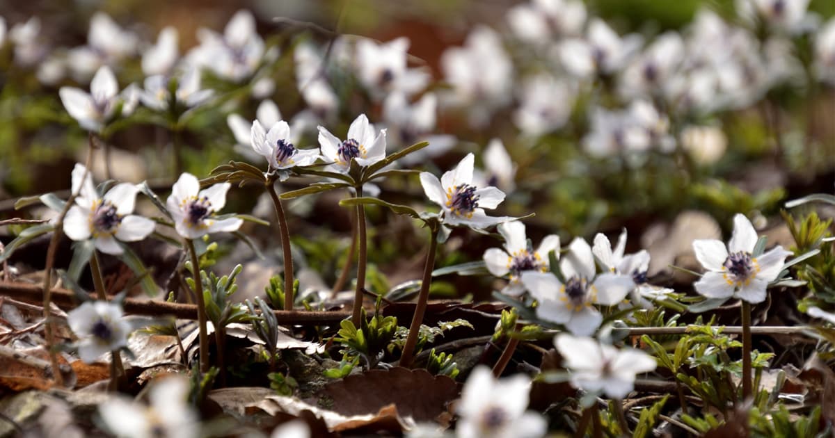 せつぶん草 (節分草|セツブンソウ) は、その名の通り節分の時期に花を咲かせる日本固有の山野草