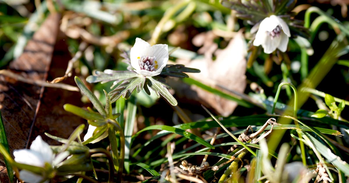 せつぶん草|開花時期が早かったようで蕾が多かった