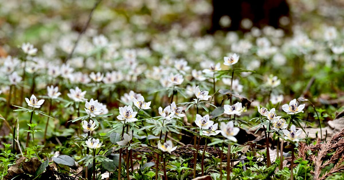 可憐な花を咲かせるせつぶん草群生地を守りたい