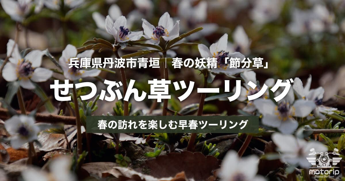 兵庫県丹波市青垣｜春の妖精「せつぶん草」を愛でる早春ツーリング
