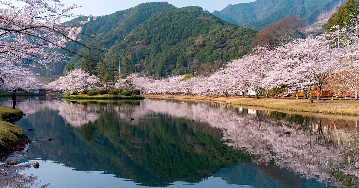 下北山スポーツ公園｜水面に桜がリフレクションしている景色が美しい