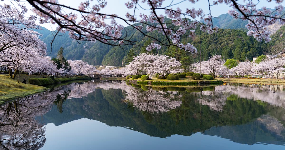 下北山スポーツ公園の桜は、早起きして見に来る価値がある