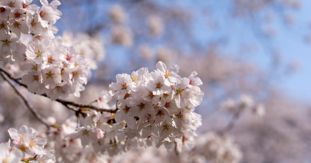 下北山スポーツ公園の桜の見頃