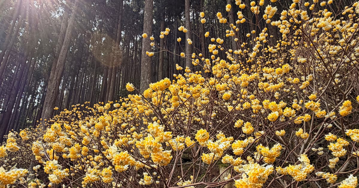 桜とは違った美しさがあるミツマタ