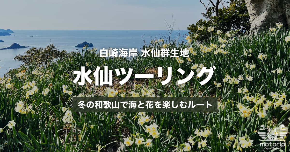 白崎海岸 水仙ツーリング｜冬の和歌山で海と花を楽しむ絶景ルート