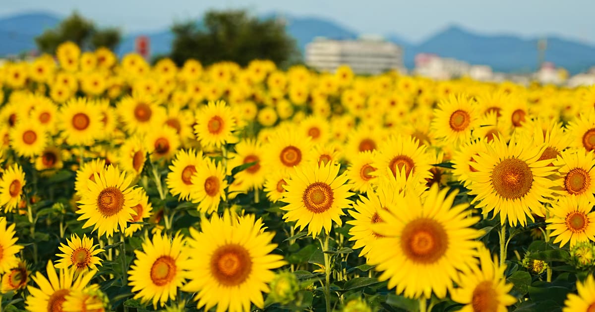兵庫県小野市にある「ひまわりの丘公園」の南側に広がるひまわり花畑