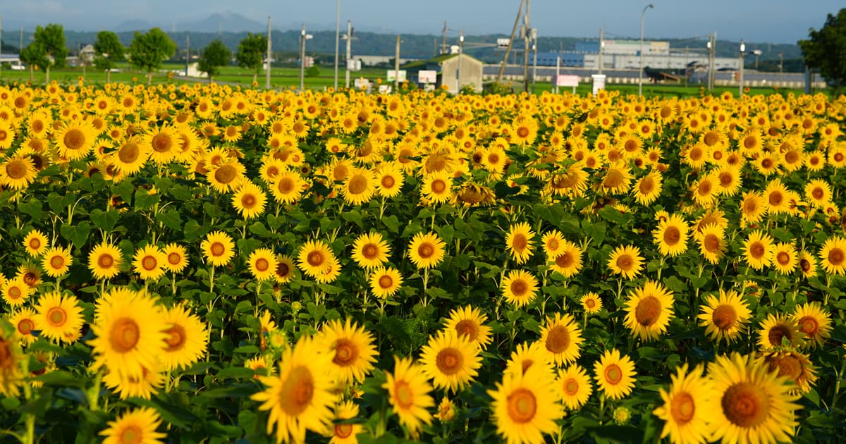 ひまわりの丘公園の南側に咲く広大なひまわり畑