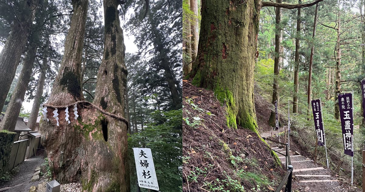 樹齢3,000年を超える神代杉や大杉など「杉の巨樹群」
