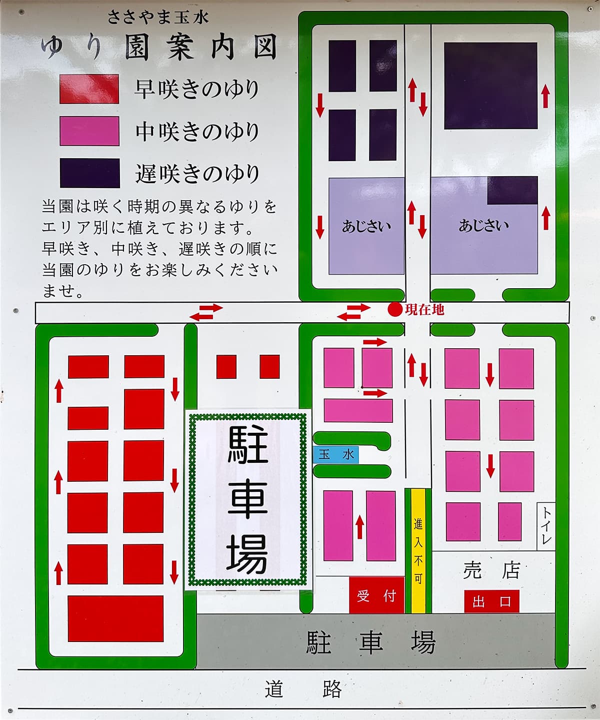 玉水ゆり・あじさい園|園内マップ