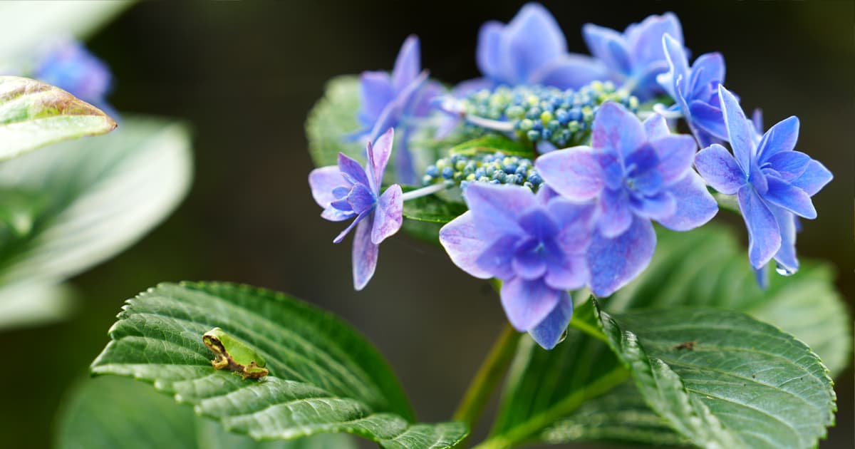 玉水ゆり・あじさい園|紫陽花エリアには可愛いアマガエルもいた