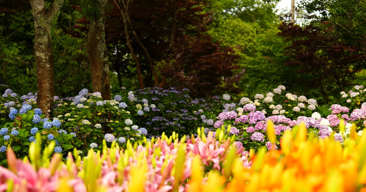 玉水ゆり・あじさい園|紫陽花エリアは木陰になっていて涼みながら撮影できる