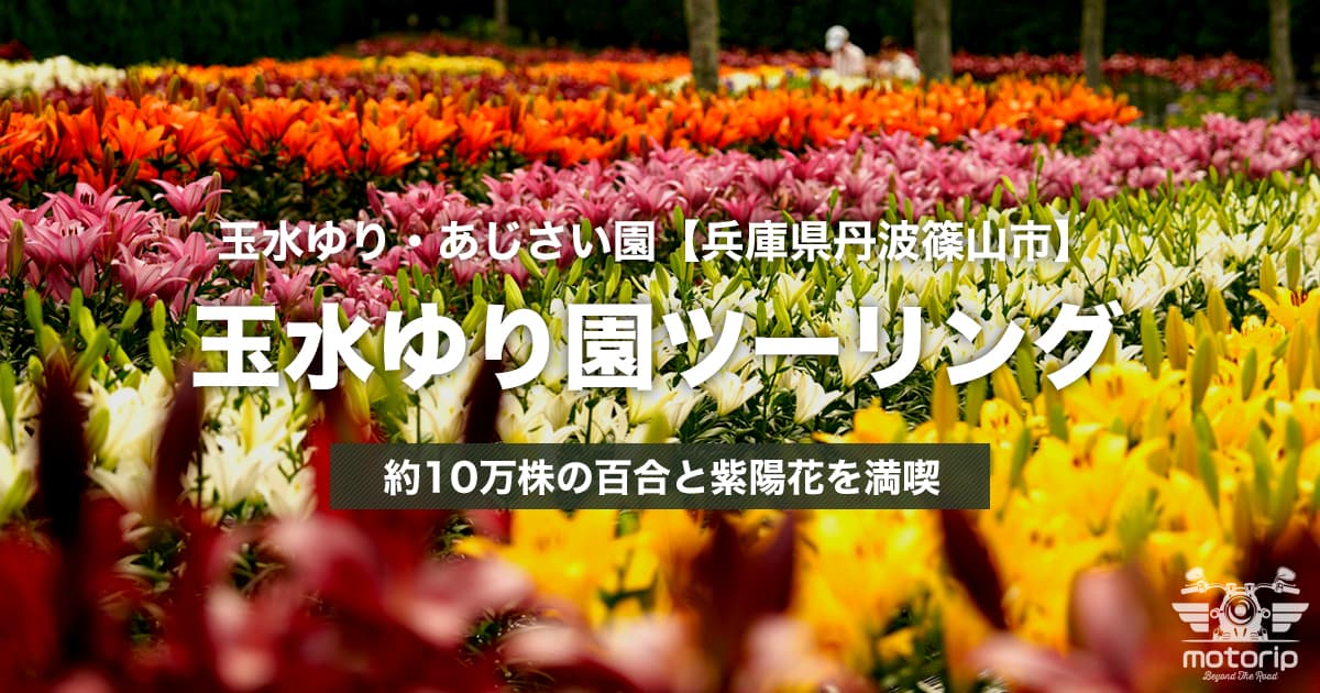 玉水ゆり・あじさい園ツーリング｜約10万株の百合と紫陽花を満喫【兵庫県丹波篠山市】