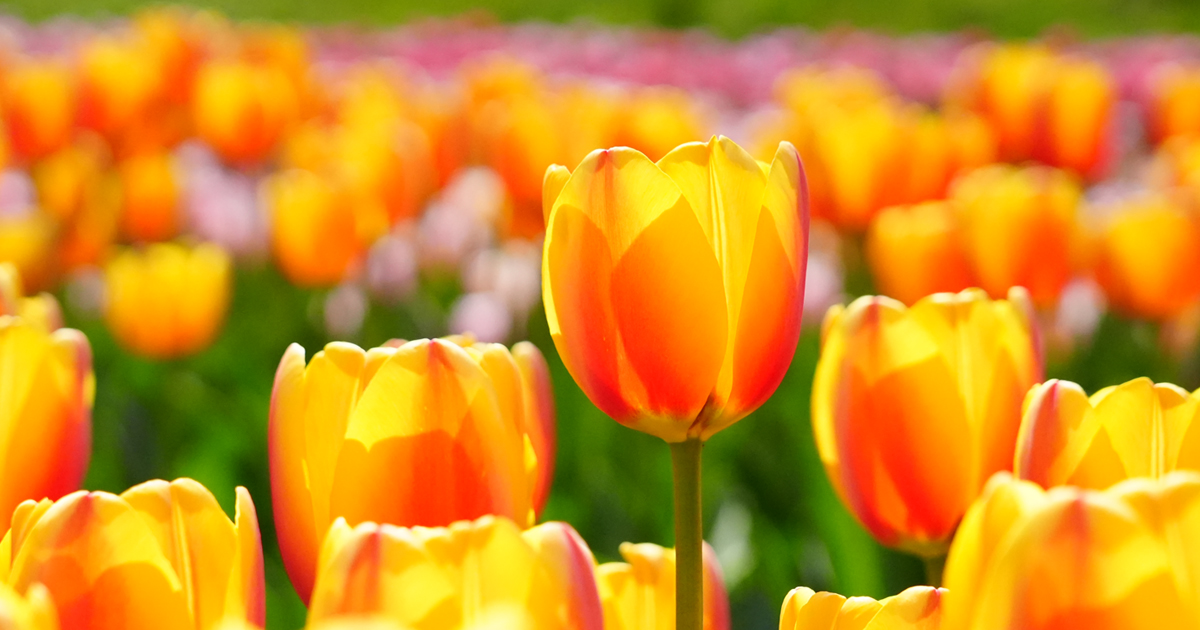 たんとうチューリップまつりは100万本の花畑を楽しめる