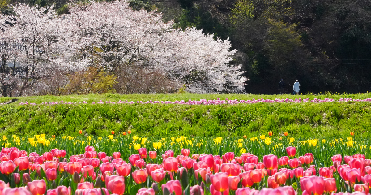 兵庫の北部なので、行く季節によっては桜も咲いてる