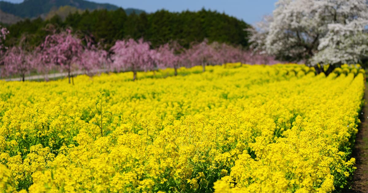 朝来四季彩の丘(夜久野高原花畑)は、甲子園球場とほぼ同じ広さを誇る花畑