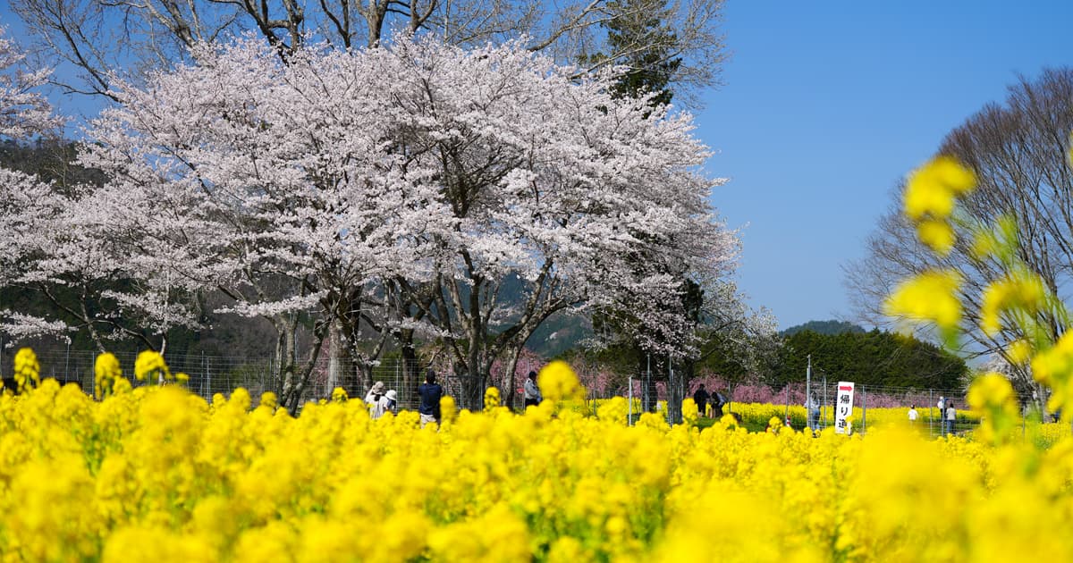 朝来四季彩の丘(夜久野高原花畑)|菜の花と桜の共演が楽しめる